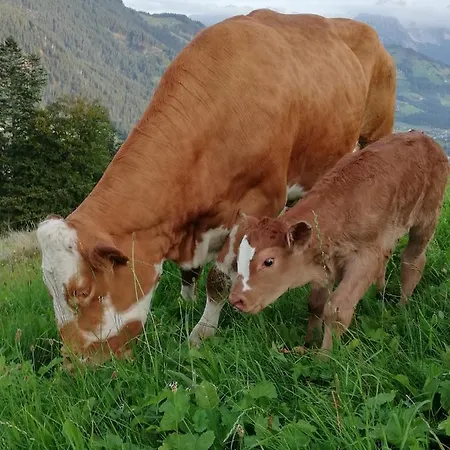 Farm stay Hahnenkammblick