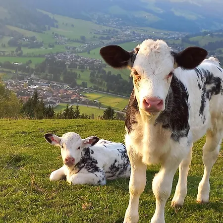 Hahnenkammblick *