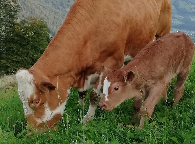 Bauernhof Hahnenkammblick